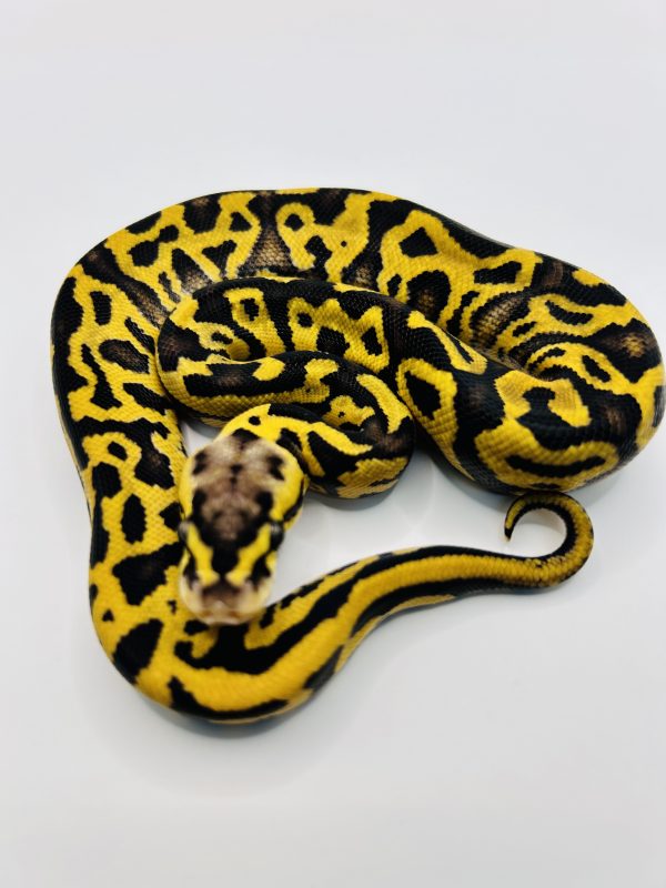 Hembra Super Pastel Leopard Enchi Yb Confusion