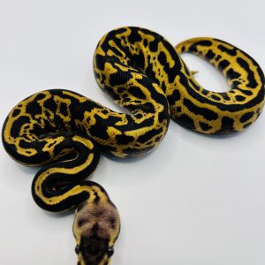 Macho Super Pastel Leopard Confusion