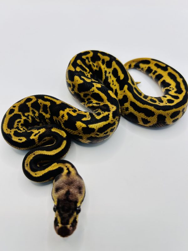 Macho Super Pastel Leopard Confusion