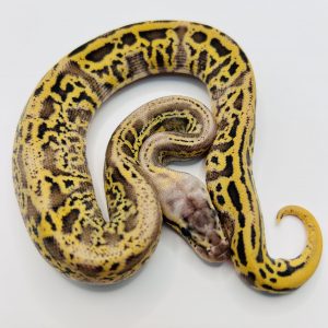 Macho Super Pastel Enchi Leopard Yb Confusion