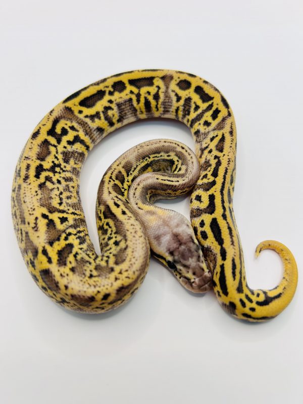 Macho Super Pastel Enchi Leopard Yb Confusion